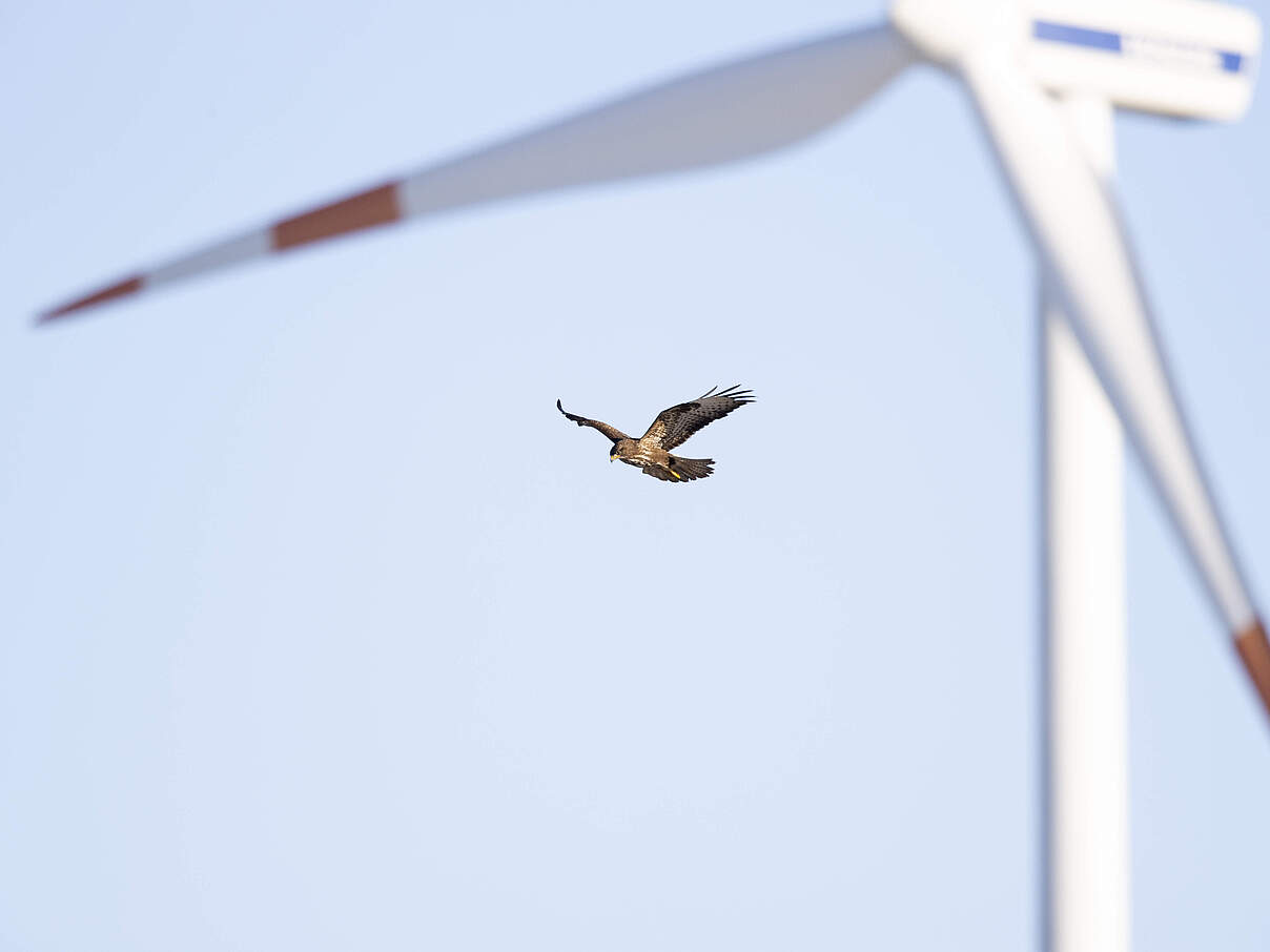 Greifvogel in der Nähe einer Windkraftanlage