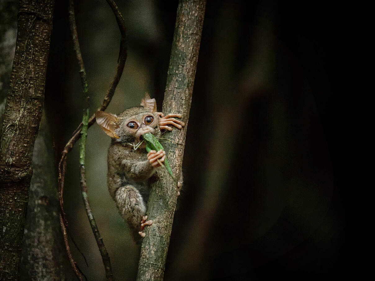 Koboldmaki frisst Insekt