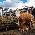 Kuh mit Kalb im Stall © Ola Jennersten / WWF
