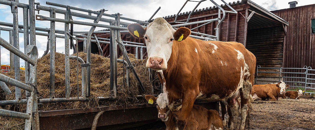 Kuh mit Kalb im Stall © Ola Jennersten / WWF