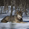 Grauwolf © Wild Wonders of Europe / Sergey Gorshkov / WWF