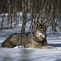 Grauwolf © Wild Wonders of Europe / Sergey Gorshkov / WWF