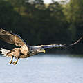 Hintergrundbild zu Ihrer Seeadler-Patenschaft © Ralph Frank / WWF