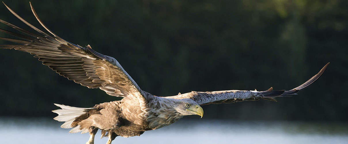 Hintergrundbild zu Ihrer Seeadler-Patenschaft © Ralph Frank / WWF