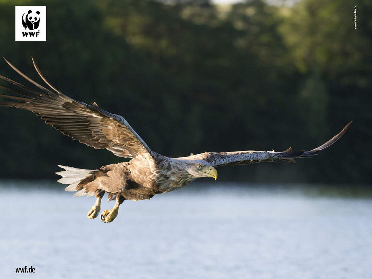 Hintergrundbild zu Ihrer Seeadler-Patenschaft © Ralph Frank / WWF