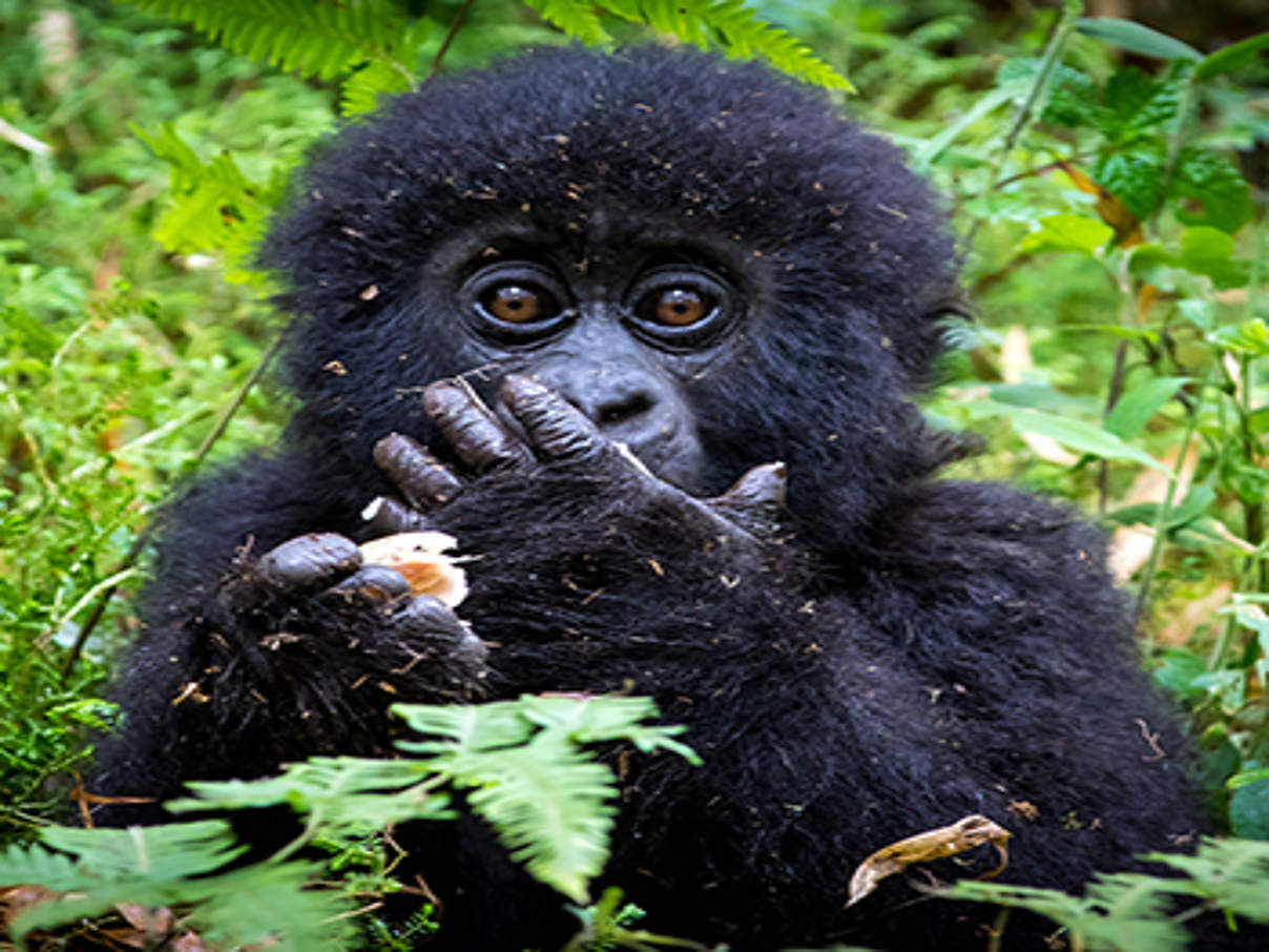 Baby-Berggorilla © Dennis Stogsdill / WWF