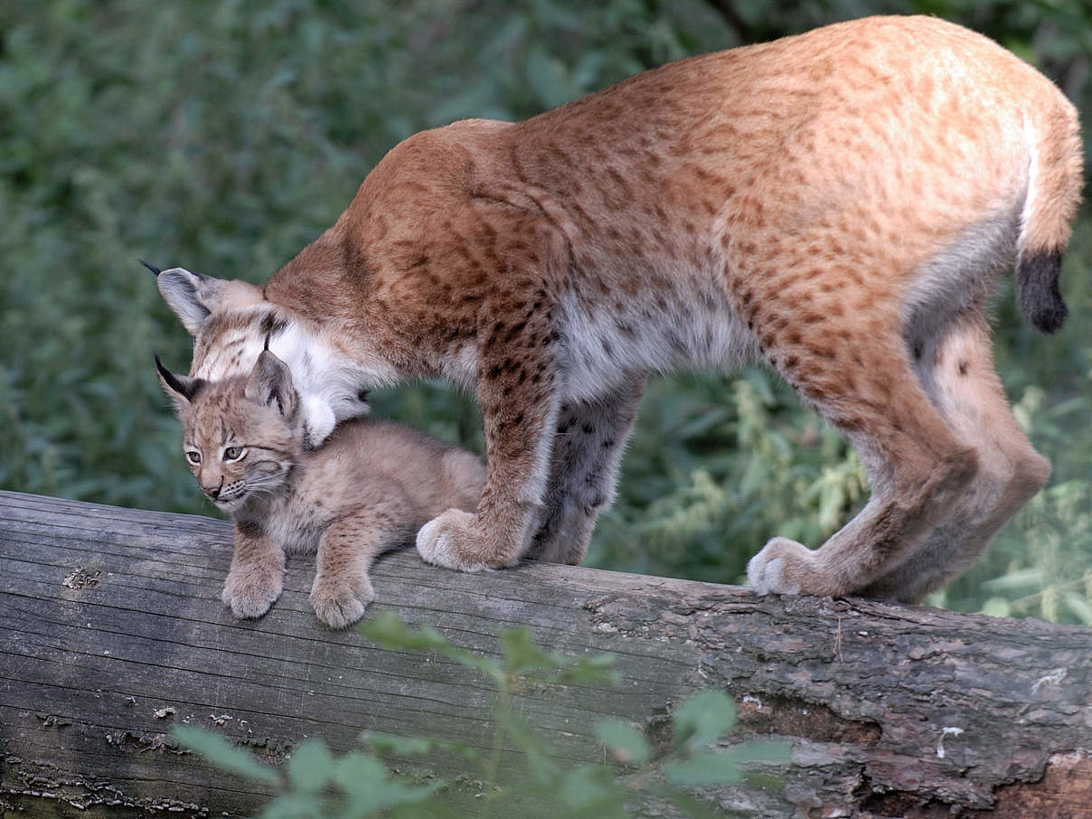 Eurasischer Luchs © Ralph Frank / WWF