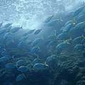 Fischschwarm © Michel Gunther / WWF
