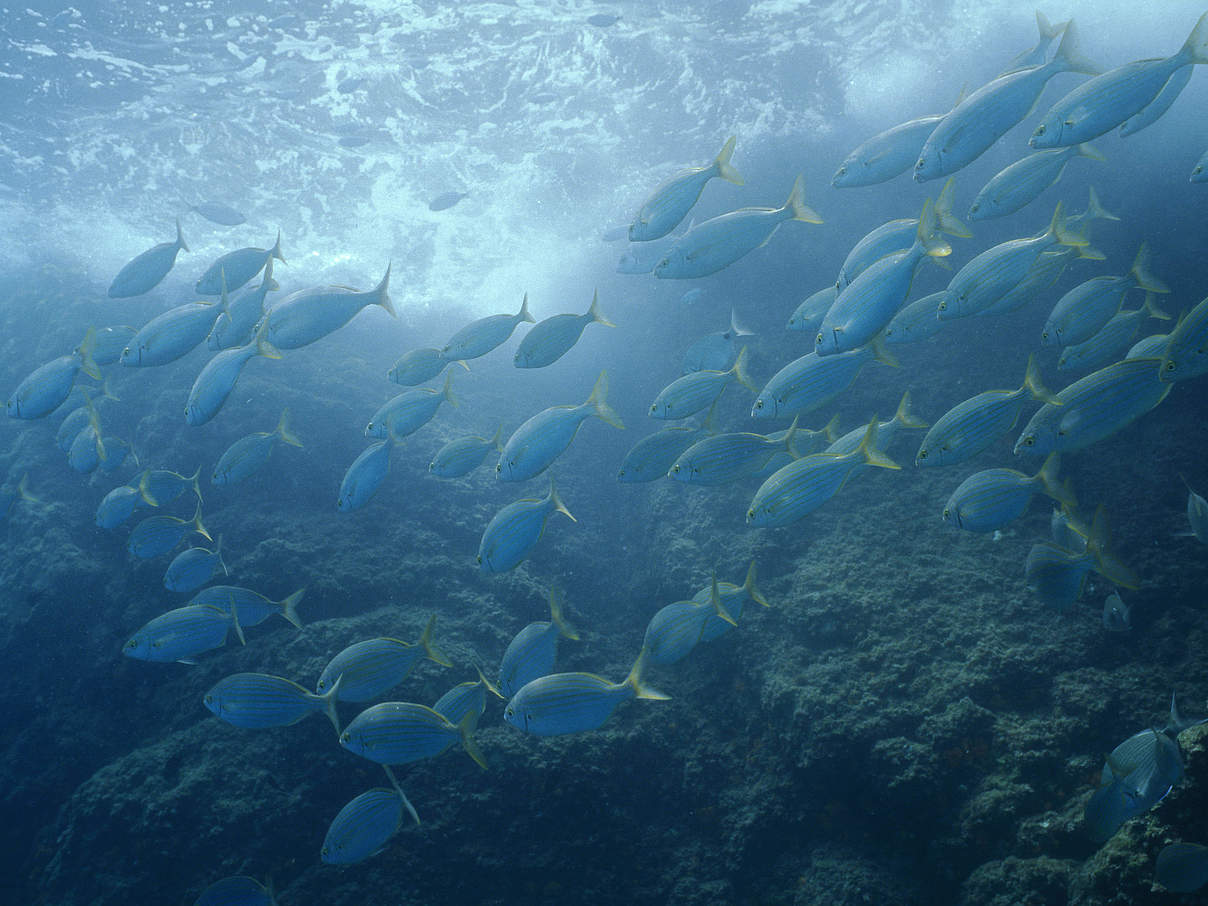Fischschwarm © Michel Gunther / WWF