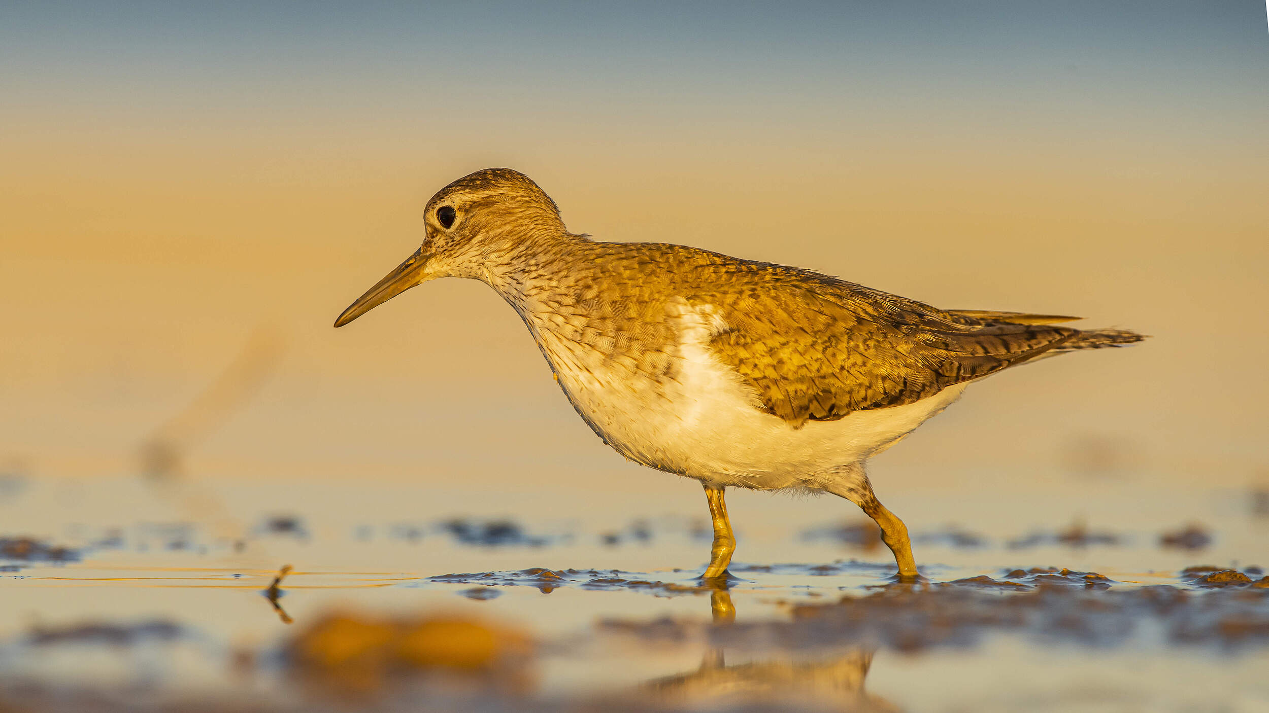 Ein Flussuferläufer (Actitis hypoleucos) watet im Sonnenschein durch niedriges Wasser an einem Ufer auf der Suche nach Nahrung.