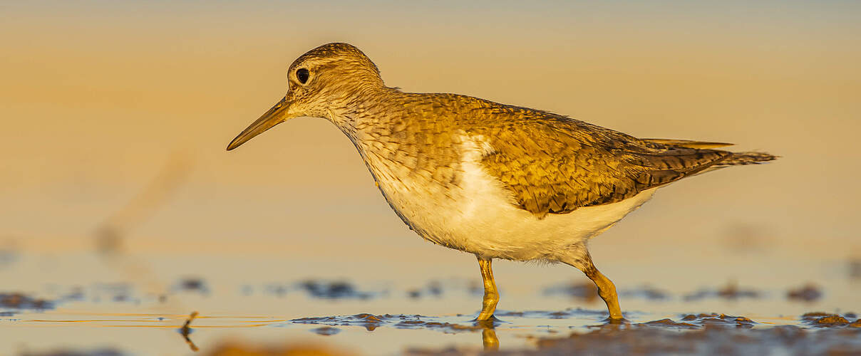 Ein Flussuferläufer (Actitis hypoleucos) watet im Sonnenschein durch niedriges Wasser an einem Ufer auf der Suche nach Nahrung.