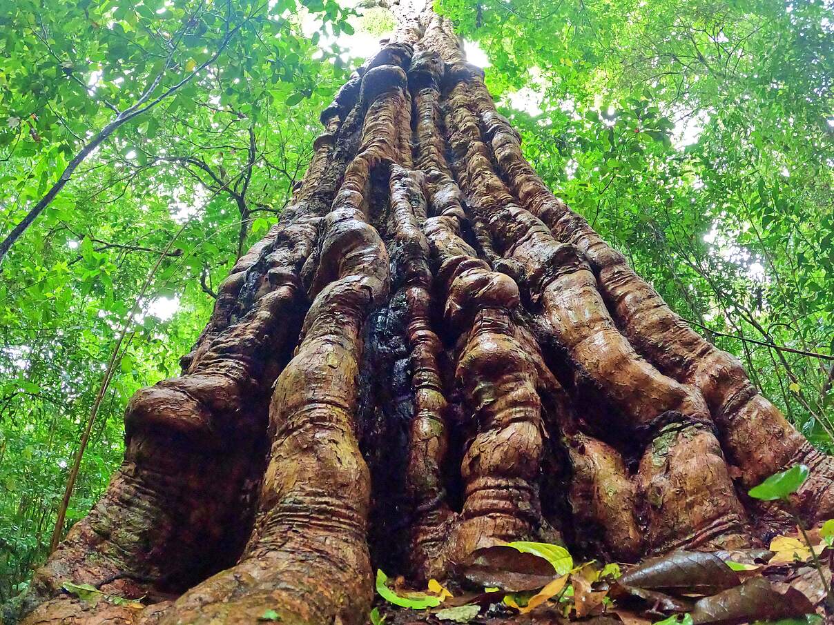 Ein alter Baum in den kenianischen Kaya-Wäldern mit dicker Rinde.