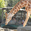 Giraffe im Erlebnis-Zoo Hannover © Erlebnis-Zoo Hannover