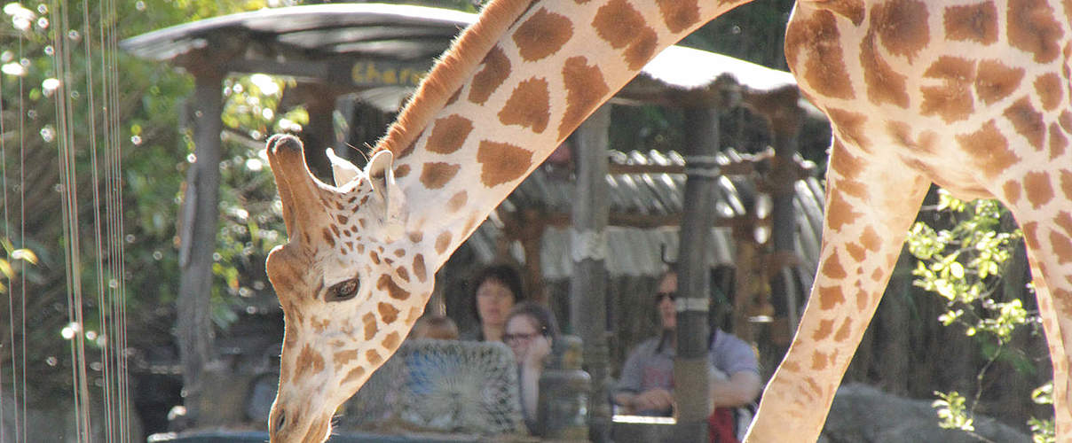 Giraffe im Erlebnis-Zoo Hannover © Erlebnis-Zoo Hannover