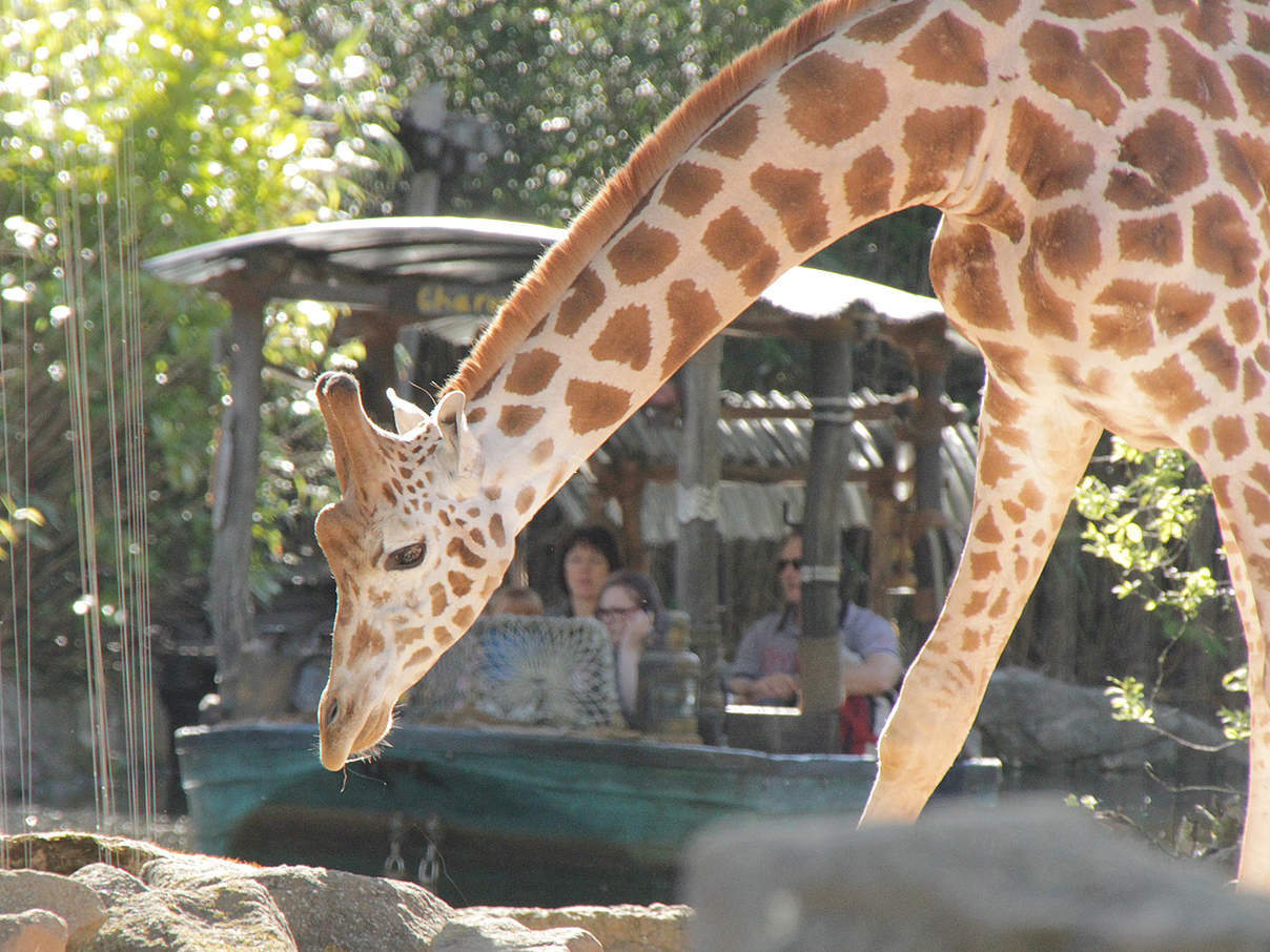 Giraffe im Erlebnis-Zoo Hannover © Erlebnis-Zoo Hannover
