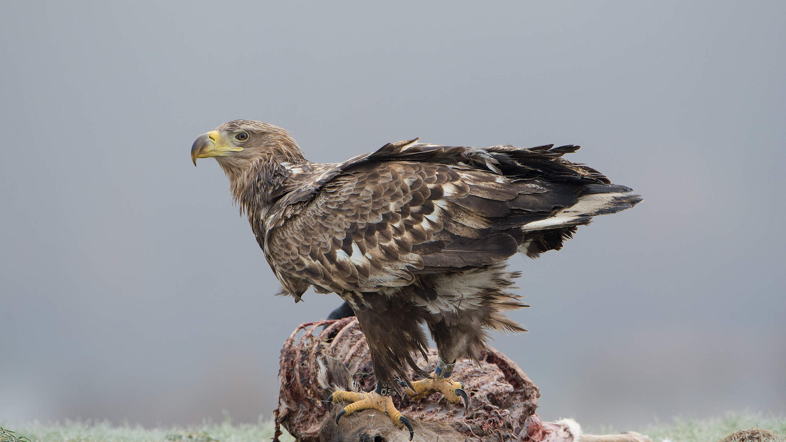 Seeadler frisst an einem Tierkadaver. © Ralph Frank / WWF