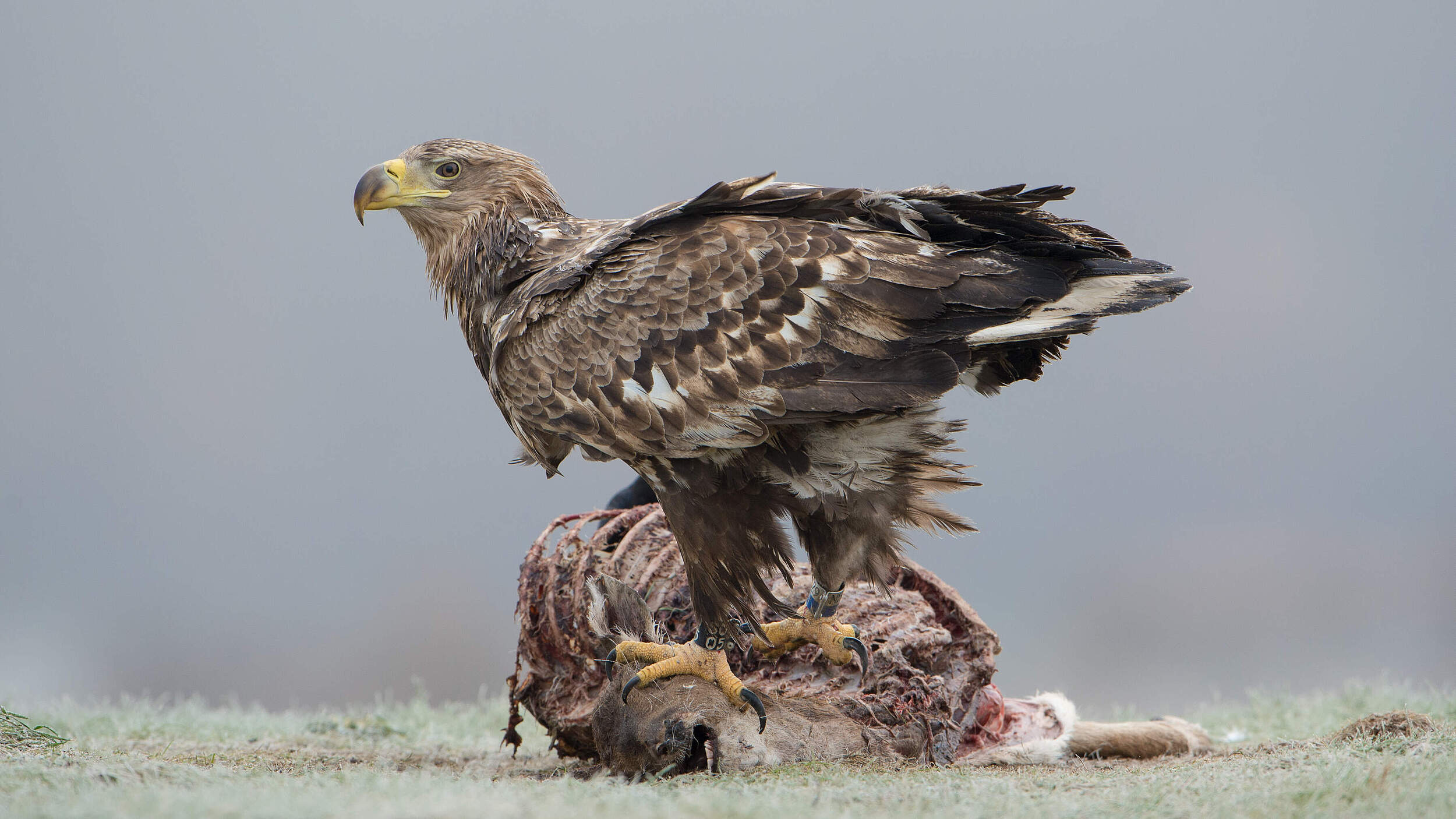 Seeadler frisst an einem Tierkadaver. © Ralph Frank / WWF
