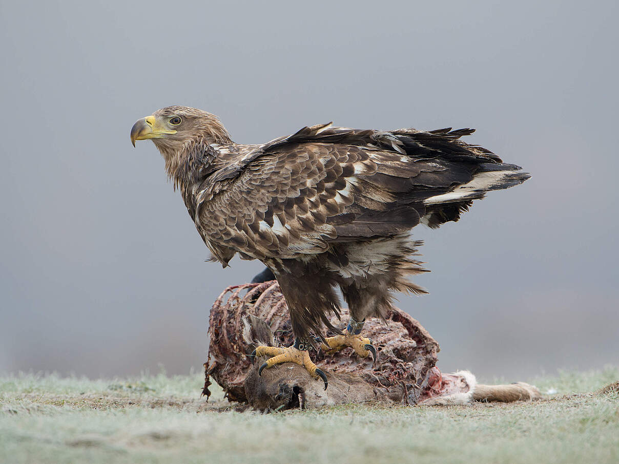 Seeadler frisst an einem Tierkadaver. © Ralph Frank / WWF