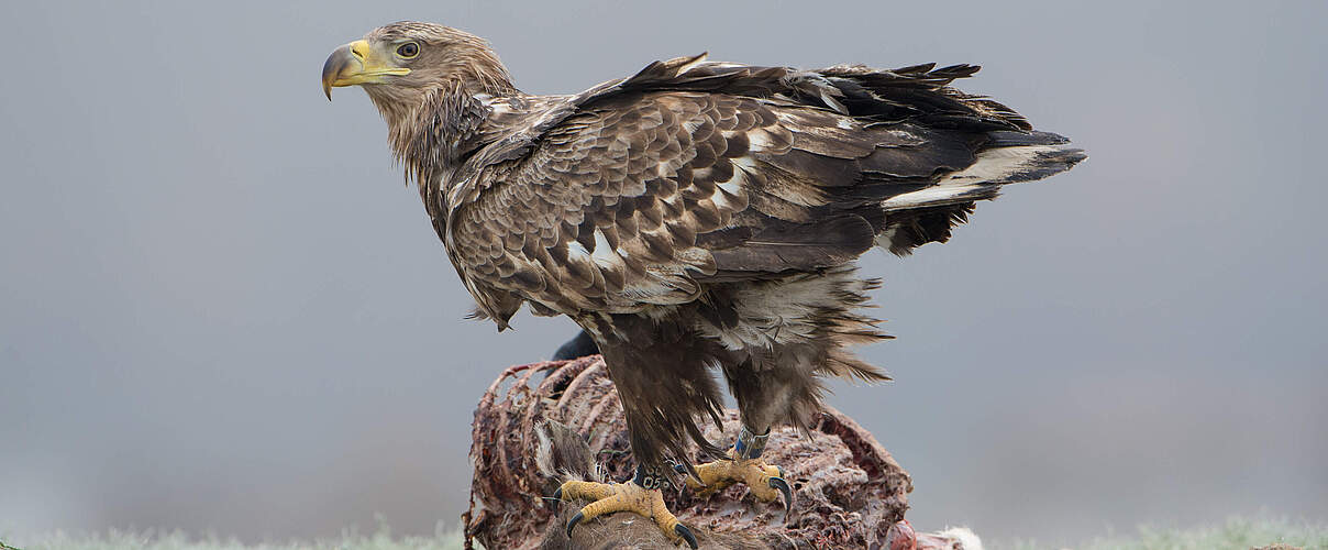 Seeadler frisst an einem Tierkadaver. © Ralph Frank / WWF
