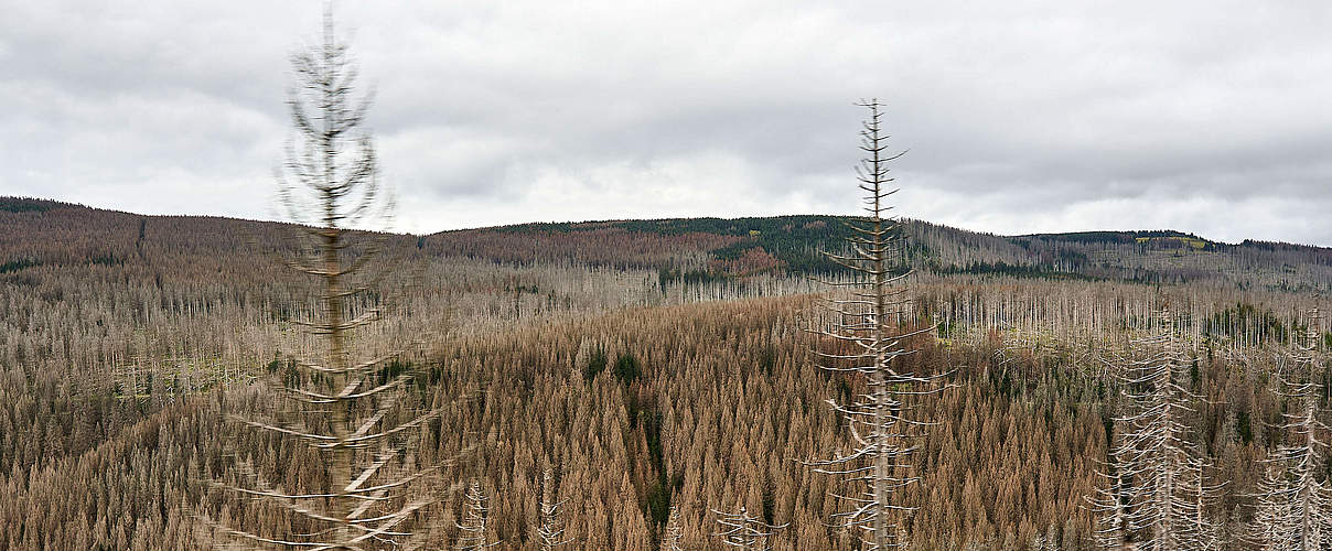 Waldsterben im Harz © imago images / Future Image