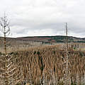 Waldsterben im Harz © imago images / Future Image