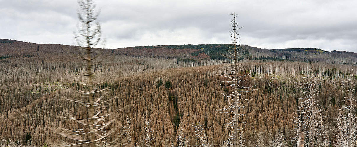 Waldsterben im Harz © imago images / Future Image