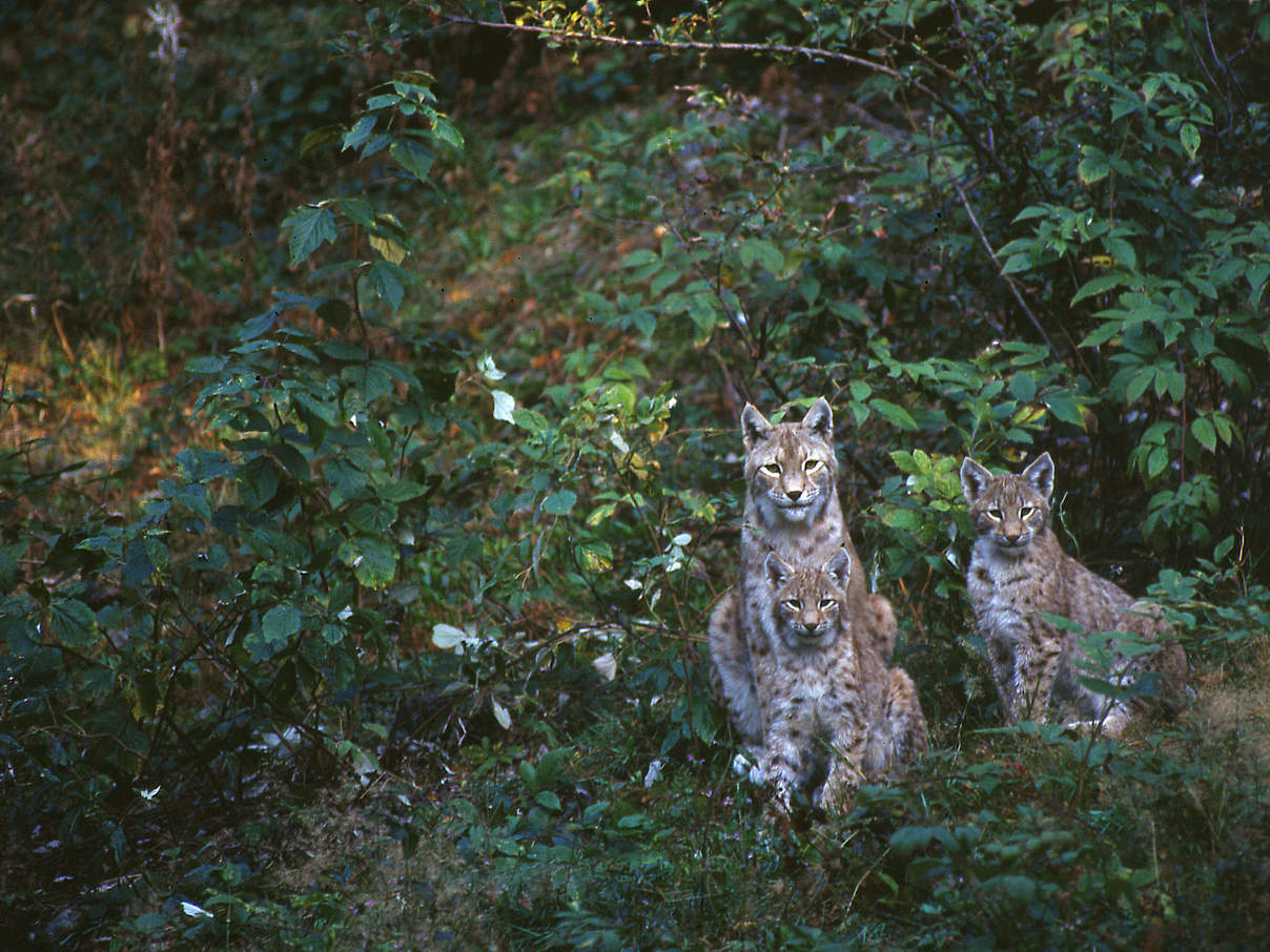 Europäischer Luchs im Nationalpark Bayerischer Wald © Fritz Pölking / WWF