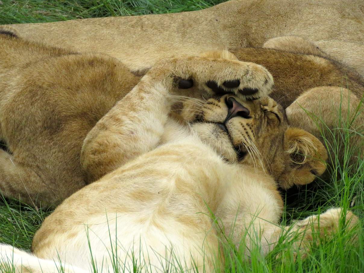 Schlafender Löwe © Karen Polzin