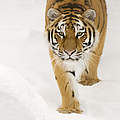 Sibirischer Tiger in Schnee © naturepl.com / Edwin Giesbers / WWF