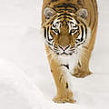 Sibirischer Tiger in Schnee © naturepl.com / Edwin Giesbers / WWF