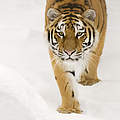 Sibirischer Tiger in Schnee © naturepl.com / Edwin Giesbers / WWF