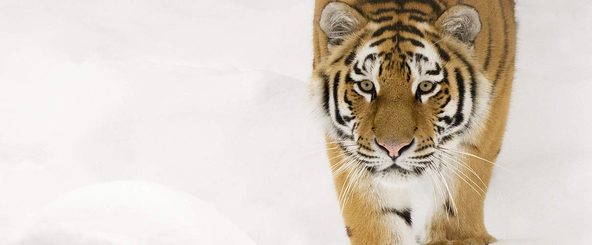 Sibirischer Tiger in Schnee © naturepl.com / Edwin Giesbers / WWF