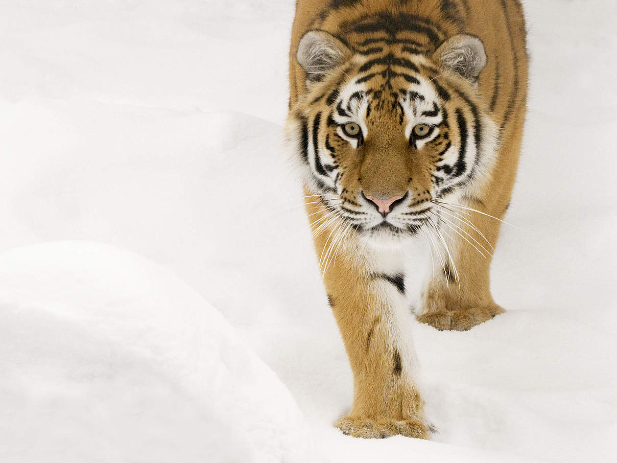 Sibirischer Tiger in Schnee © naturepl.com / Edwin Giesbers / WWF