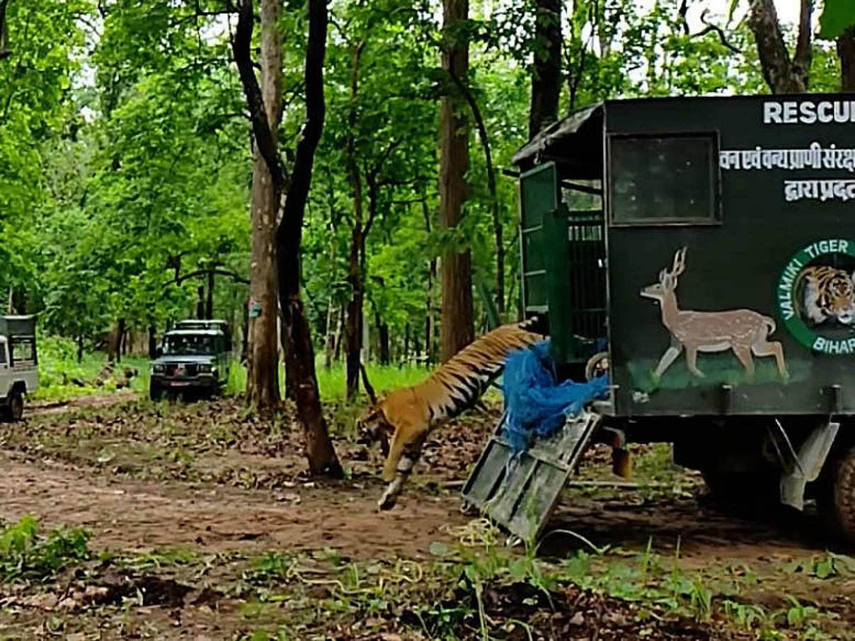 Freilassung des Tigers im Valmiki-Tigerreservat © Kamlesh K. Maurya / WWF India