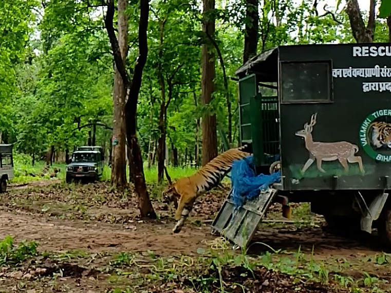 Freilassung des Tigers im Valmiki-Tigerreservat © Kamlesh K. Maurya / WWF India