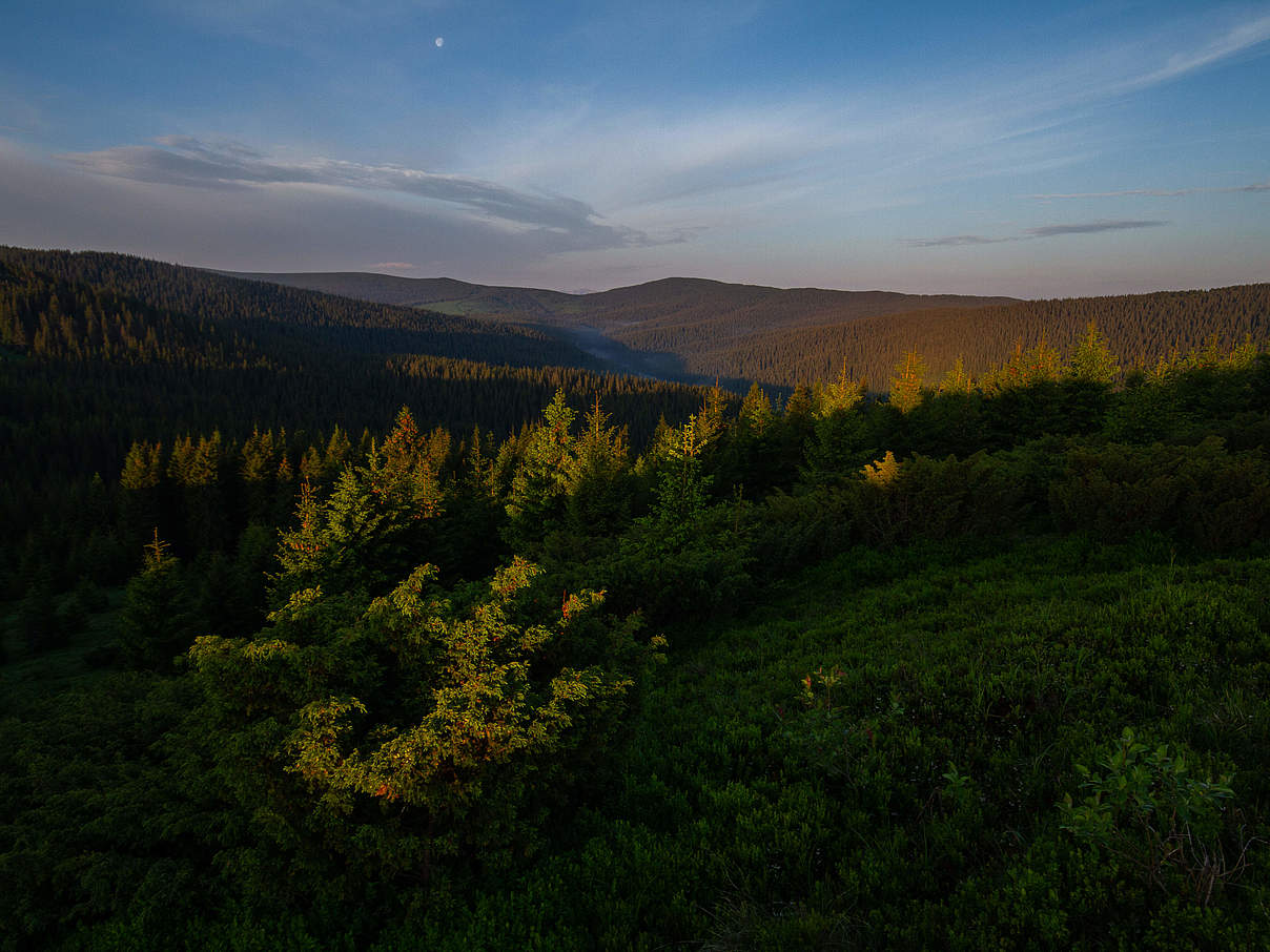 Verkhovynsky Nationalpark, Ukraine © Bogomaz Conservation Photography / WWF Ukraine