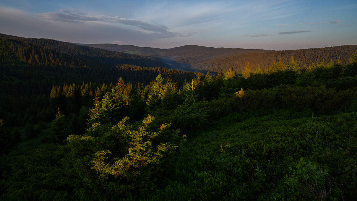 Verkhovynsky Nationalpark, Ukraine © Bogomaz Conservation Photography / WWF Ukraine