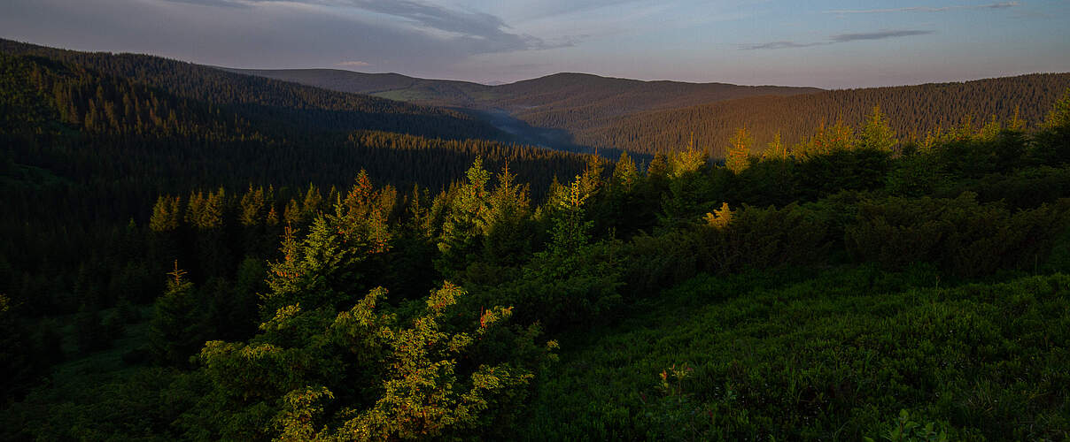 Verkhovynsky Nationalpark, Ukraine © Bogomaz Conservation Photography / WWF Ukraine