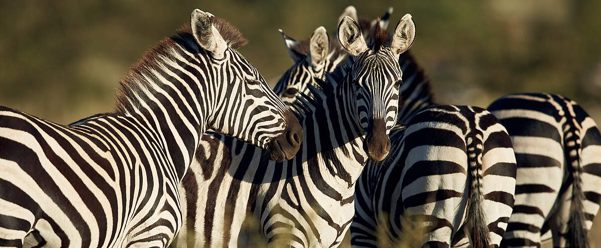Zebras in der Masai Mara © Juozas Cernius / WWF-UK