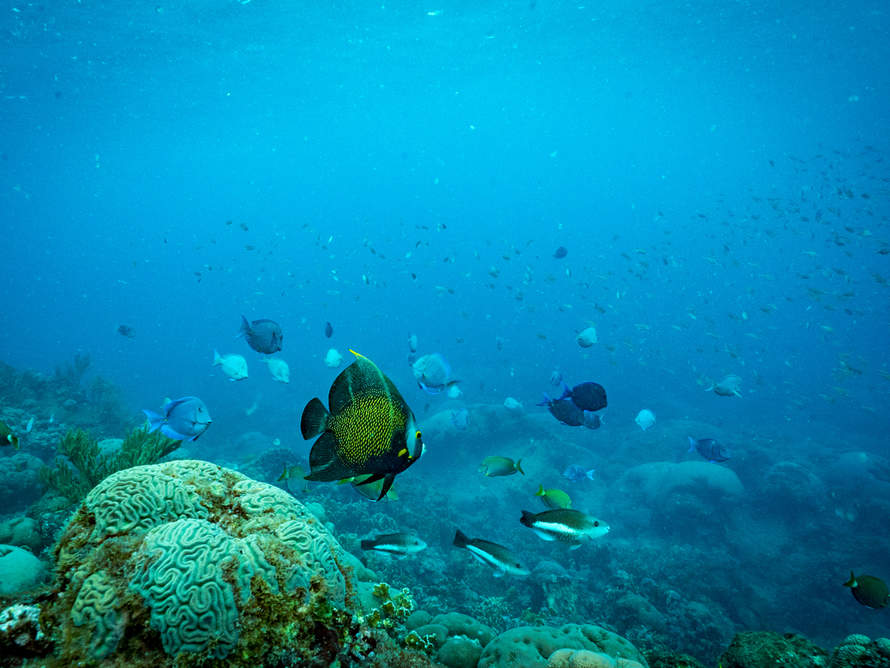Die Unterwasserwelt Kolumbiens gehört zu den gefährdeten Biotopen © WWF Kolumbien