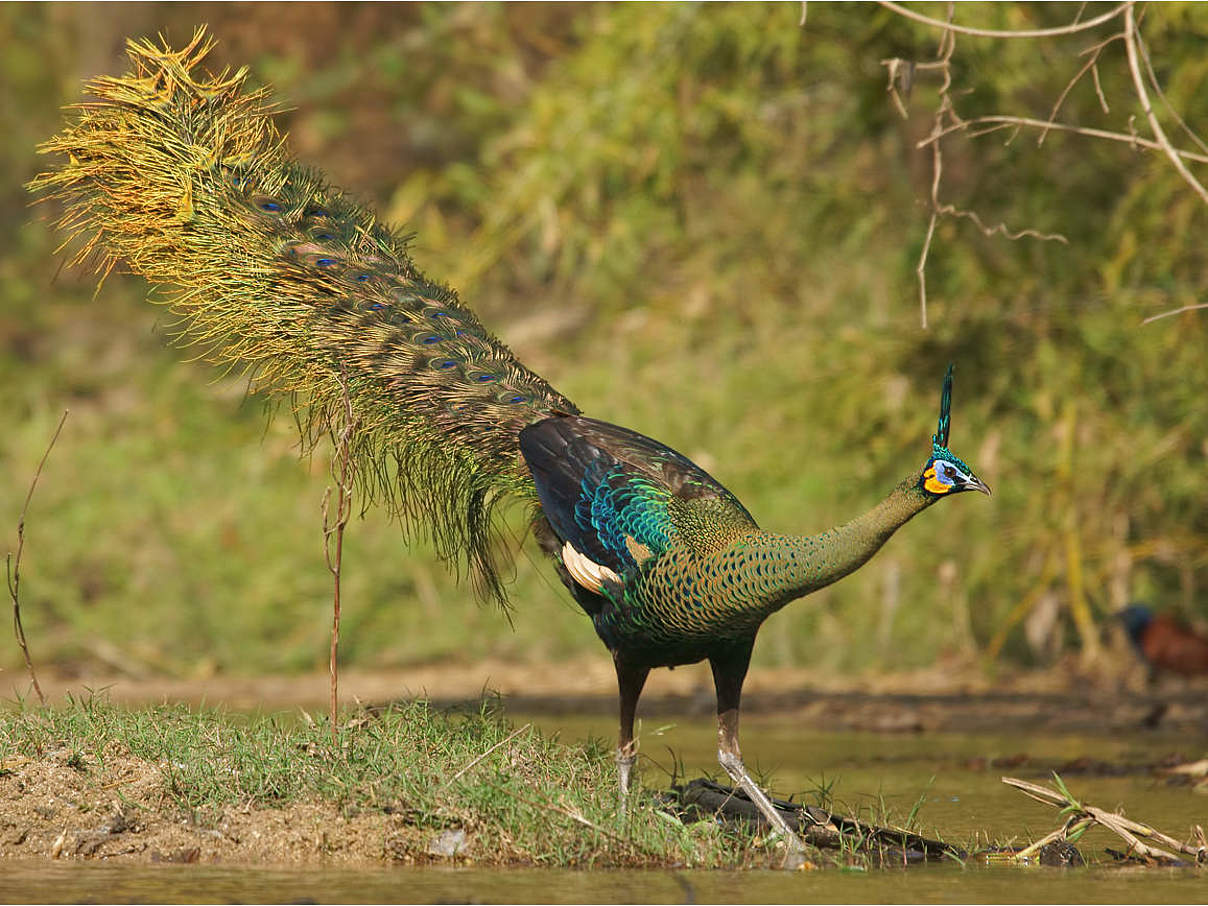 Grüner Pfau © Christoph Keller