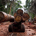 Tropenholzeinschlag und Transport im Regenwald des Kongobeckens, Ost-Kamerun. © Brent Stirton / Getty Images / WWF-UK