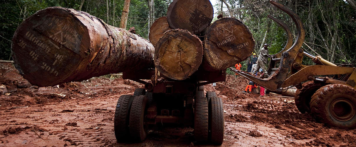 Tropenholzeinschlag und Transport im Regenwald des Kongobeckens, Ost-Kamerun. © Brent Stirton / Getty Images / WWF-UK