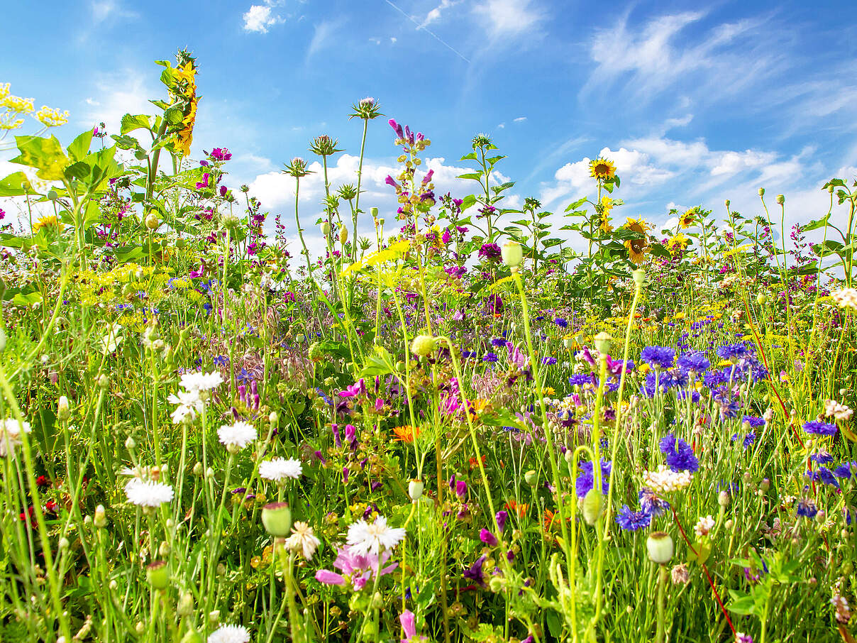 herrlich blühende Blumenwiese von unten in den Himmel fotografiert.