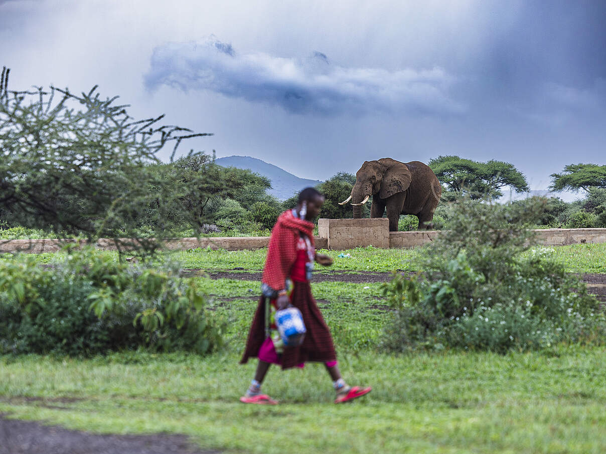 Ein Elefant trinkt aus den Wassertrögen im Dorf Imarba 