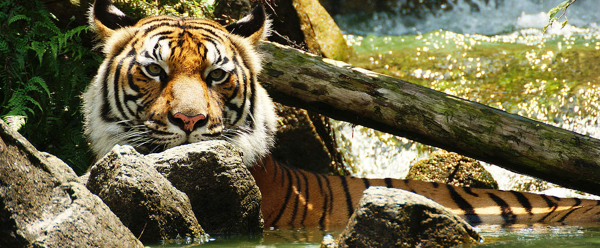 Indochinesische Tiger gibt es nur in der Mekong Region © Choong Joon Lai / WWF Greater Mekong