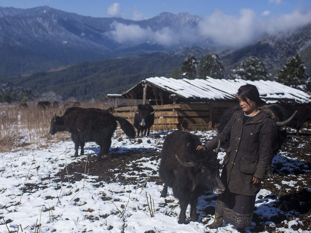 Nagada lhamo mit ihrer Yak-Herde in Bhutan © Emmanuel Rondeau / WWF UK