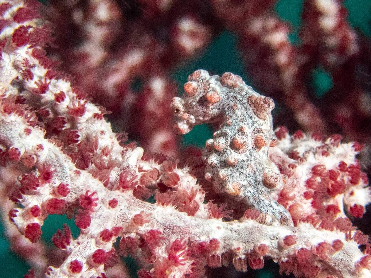 Ein Pygmäen Seepferdchen tarnt sich