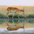 Saiga-Antilope © iStock / GettyImages