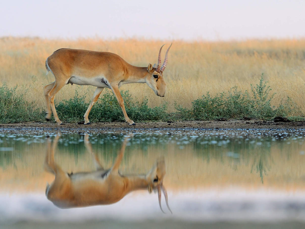 Saiga-Antilope © iStock / GettyImages